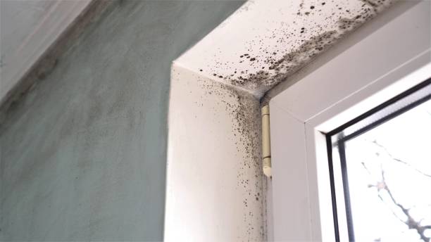 Best Localized Mold Remediation (e.g., coastal areas, humid climates) in Washingtonville, NY