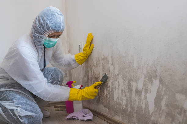Best DIY Mold Remediation Support Services in Washingtonville, NY