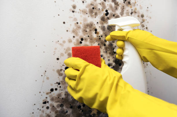 Best Localized Mold Remediation (e.g., coastal areas, humid climates) in Washingtonville, NY