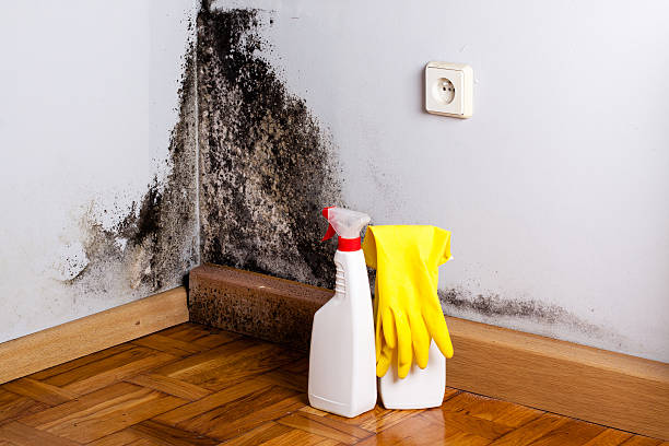 Best Residential Mold Remediation in Washingtonville, NY