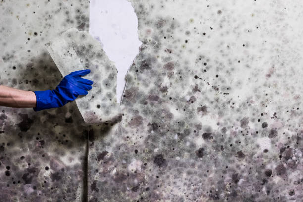 Best Mold Remediation for Specific Building Types in Washingtonville, NY